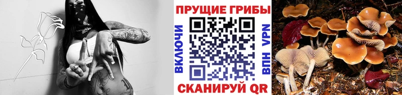даркнет сайт  Питкяранта  Галлюциногенные грибы ЛСД 